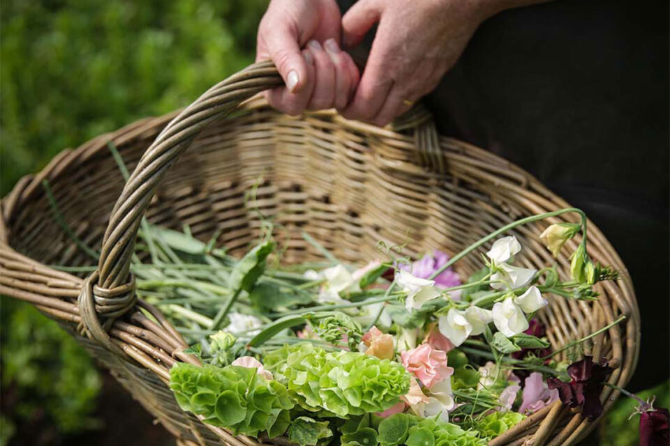 Pick Your Own Flowers