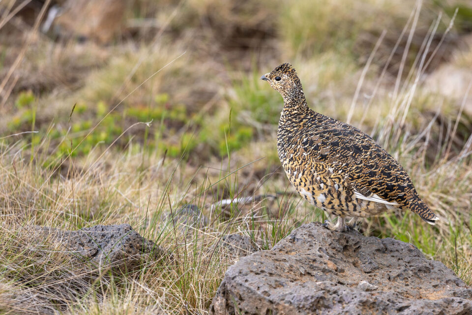 Grouse